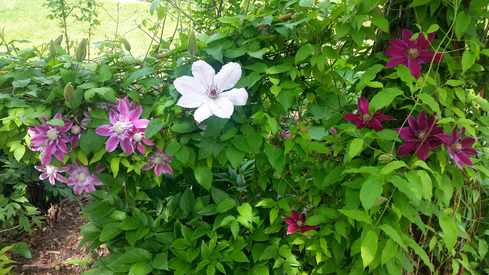 THREE VARIETIES OF CLEMATIS IN BLOOM TOGETHER